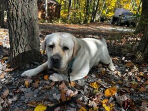 Yellow Labrador Retriever