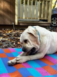 Yellow Labrador Retriever