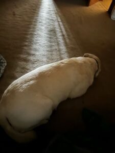 Yellow Labrador Retriever