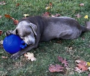 Silver Labrador Retriever