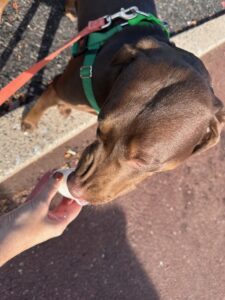 chocolate Labrador Retriever