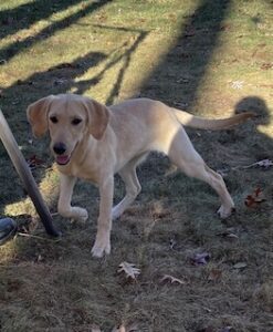 Yellow Labrador Retriever