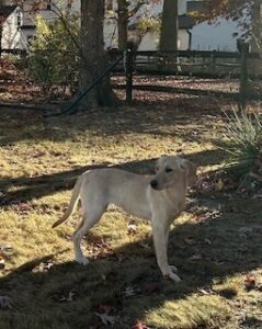 Yellow Labrador Retriever