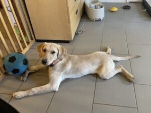 Yellow Labrador Retriever