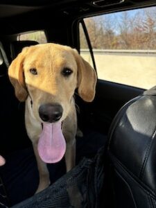 Yellow Labrador Retriever