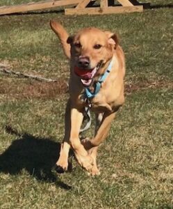 Yellow Labrador Retriever