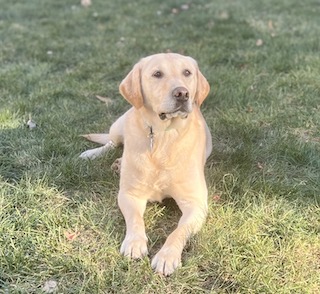 Yellow Labrador Retriever