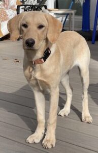 Yellow Labrador Retriever