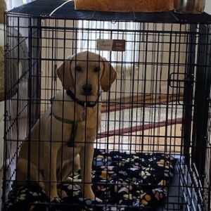 Yellow Labrador Retriever