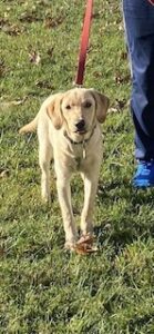 Yellow Labrador Retriever