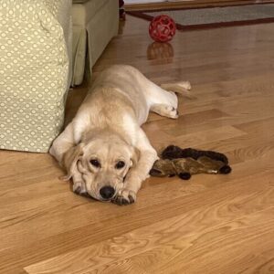 Yellow Labrador Retriever