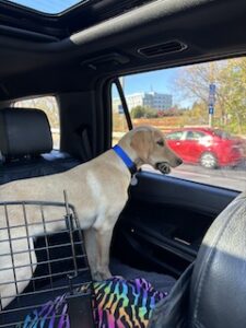 Yellow Labrador Retriever