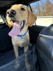 Yellow Labrador Retriever