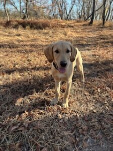 Yellow Labrador Retriever