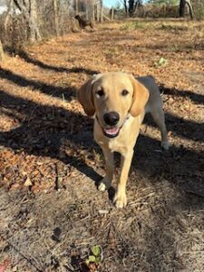 Yellow Labrador Retriever