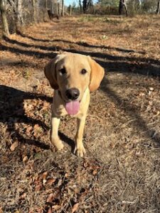 Yellow Labrador Retriever