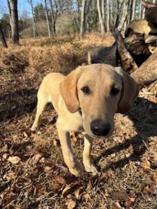 Yellow Labrador Retriever