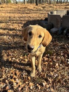 Yellow Labrador Retriever