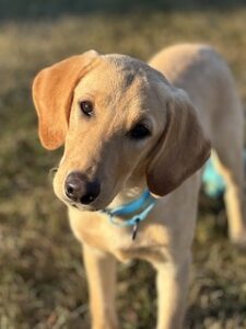 Yellow Labrador Retriever