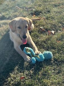 Yellow Labrador Retriever