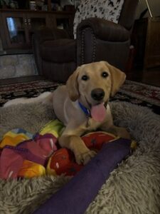 Yellow Labrador Retriever