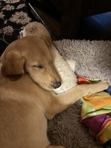 Yellow Labrador Retriever