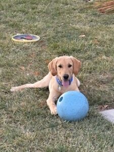 Yellow Labrador Retriever