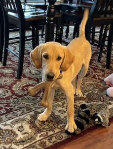 Yellow Labrador Retriever