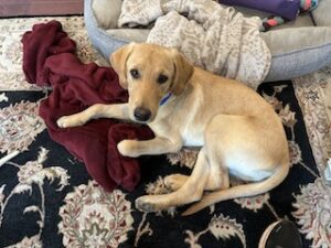 Yellow Labrador Retriever