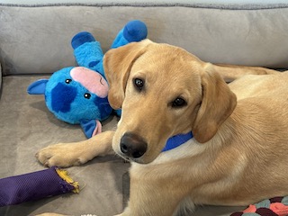 Yellow Labrador Retriever