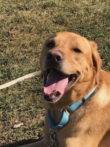 Yellow Labrador Retriever