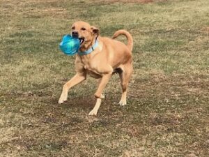 Yellow Labrador Retriever