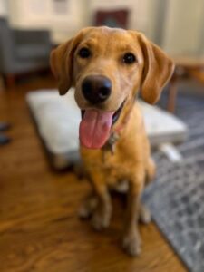 Yellow Labrador Retriever