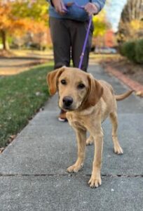 Yellow Labrador Retriever