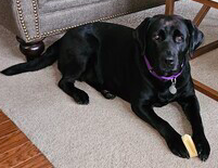 Black Labrador Retriever