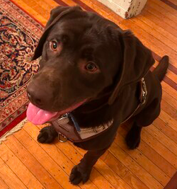 Chocolate Labrador Retriever