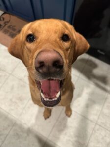 Yellow Labrador Retriever