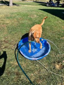 Yellow Labrador Retriever