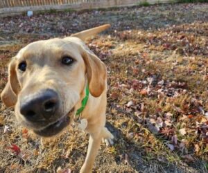 Yellow Labrador Retriever