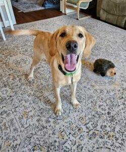 Yellow Labrador Retriever