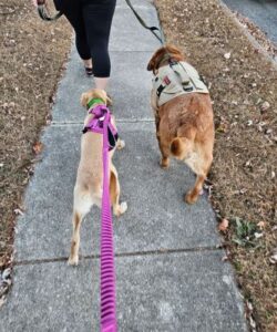 Yellow Labrador Retriever