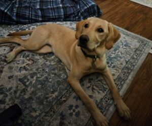 Yellow Labrador Retriever