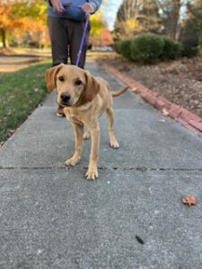 Yellow Labrador Retriever