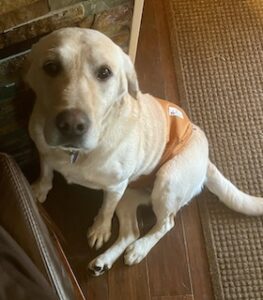 Yellow Labrador Retriever