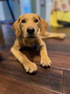 Yellow Labrador Retriever