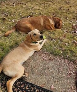 Yellow Labrador Retriever