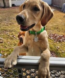 Yellow Labrador Retriever