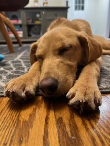 Yellow Labrador Retriever