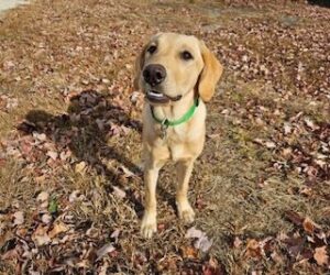 Yellow Labrador Retriever