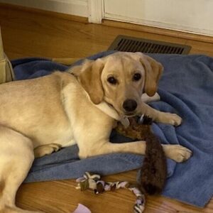 Yellow Labrador Retriever